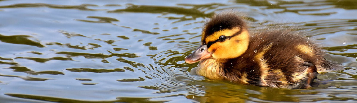 Vapaat uivat vasta­vir­taan — Lieksassa positii­vi­nen kehitys yritys­ten määrässä
