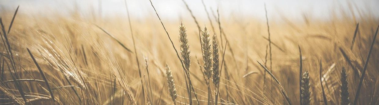 Viljapeltoa syksyllä