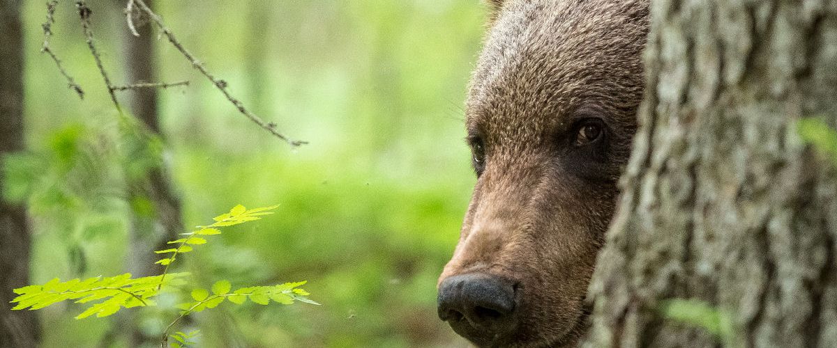 Kaupun­kiym­pä­ris­tö­lau­ta­kun­nan lupajaosto