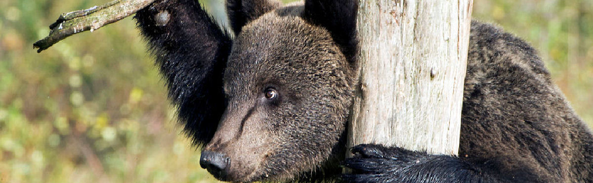 Karhu kurkistaa puun takaa