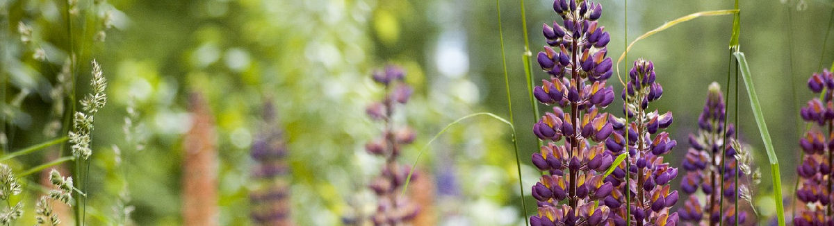 Lupiineja ja koiranheinää kasvaa kesäisellä niityllä