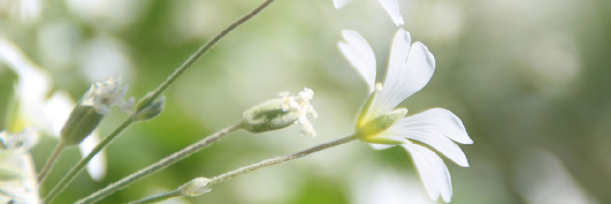 Valkea kukka lähikuvassa