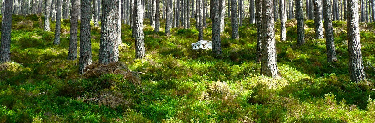 Mäntymetsää auringossa