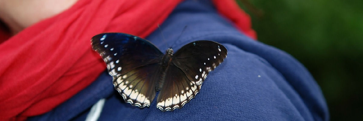 Perhonen kankaan päällä. Perhosella tummat siivet, joiden seunoissa on vaaleaa kuviointia.
