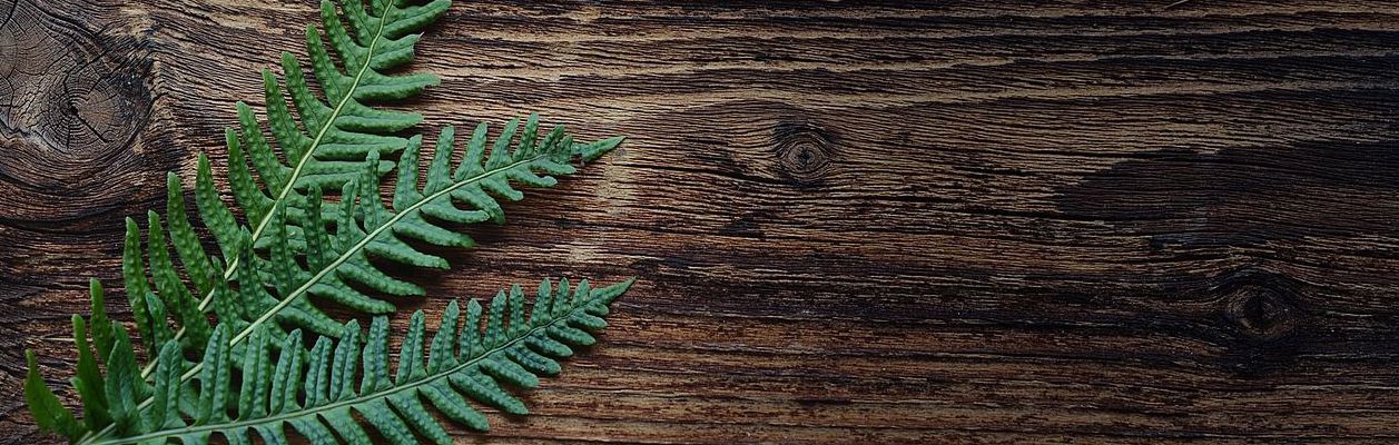 Saniaisen lehtiä puisella taustalla