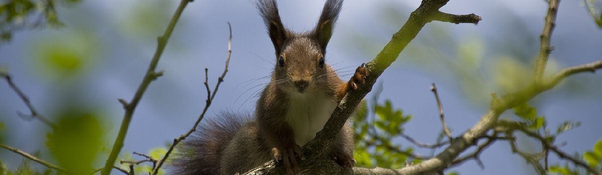 Orava kurkistaa puusta