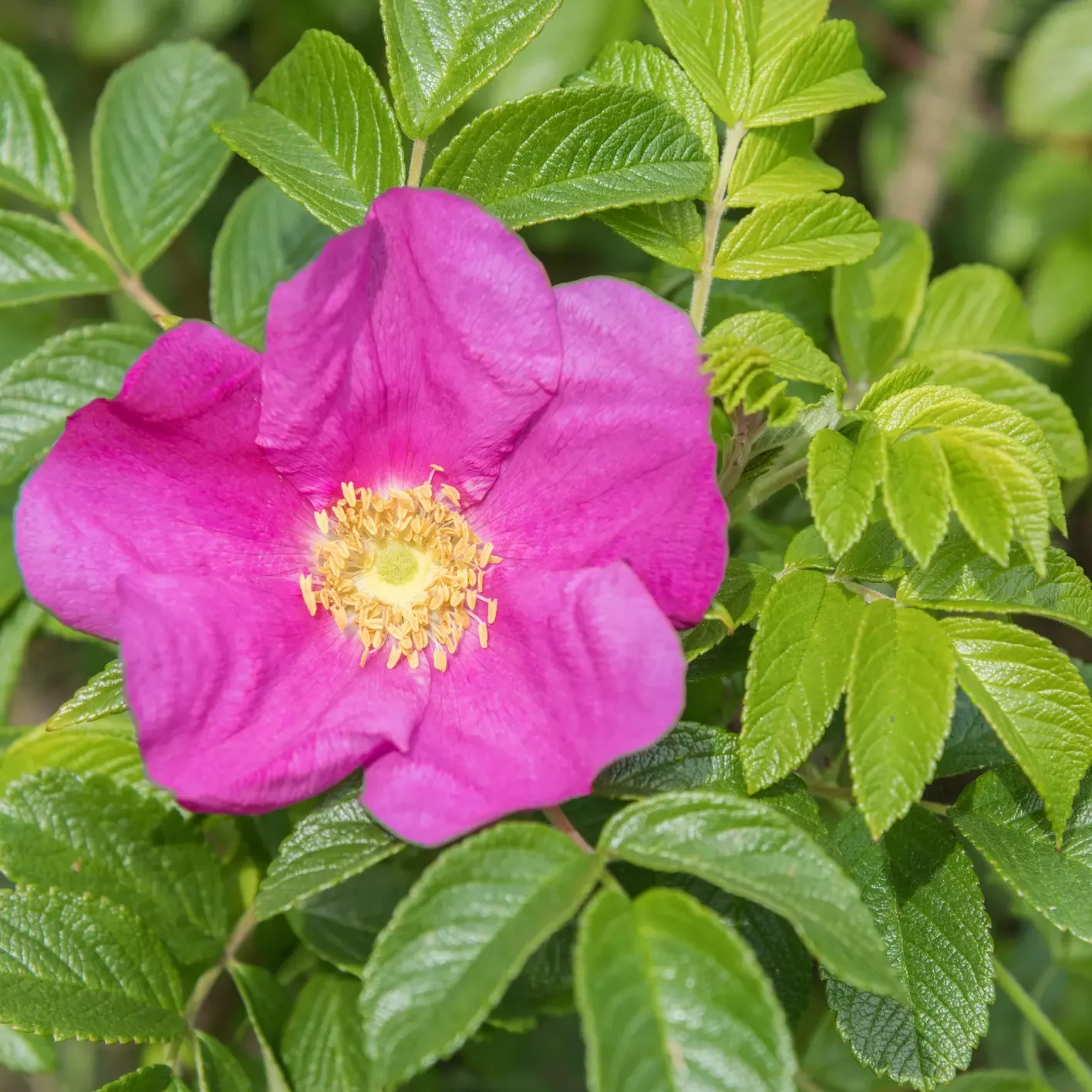 Kuvassa haitallinen vieraslaji, kurtturuusu.