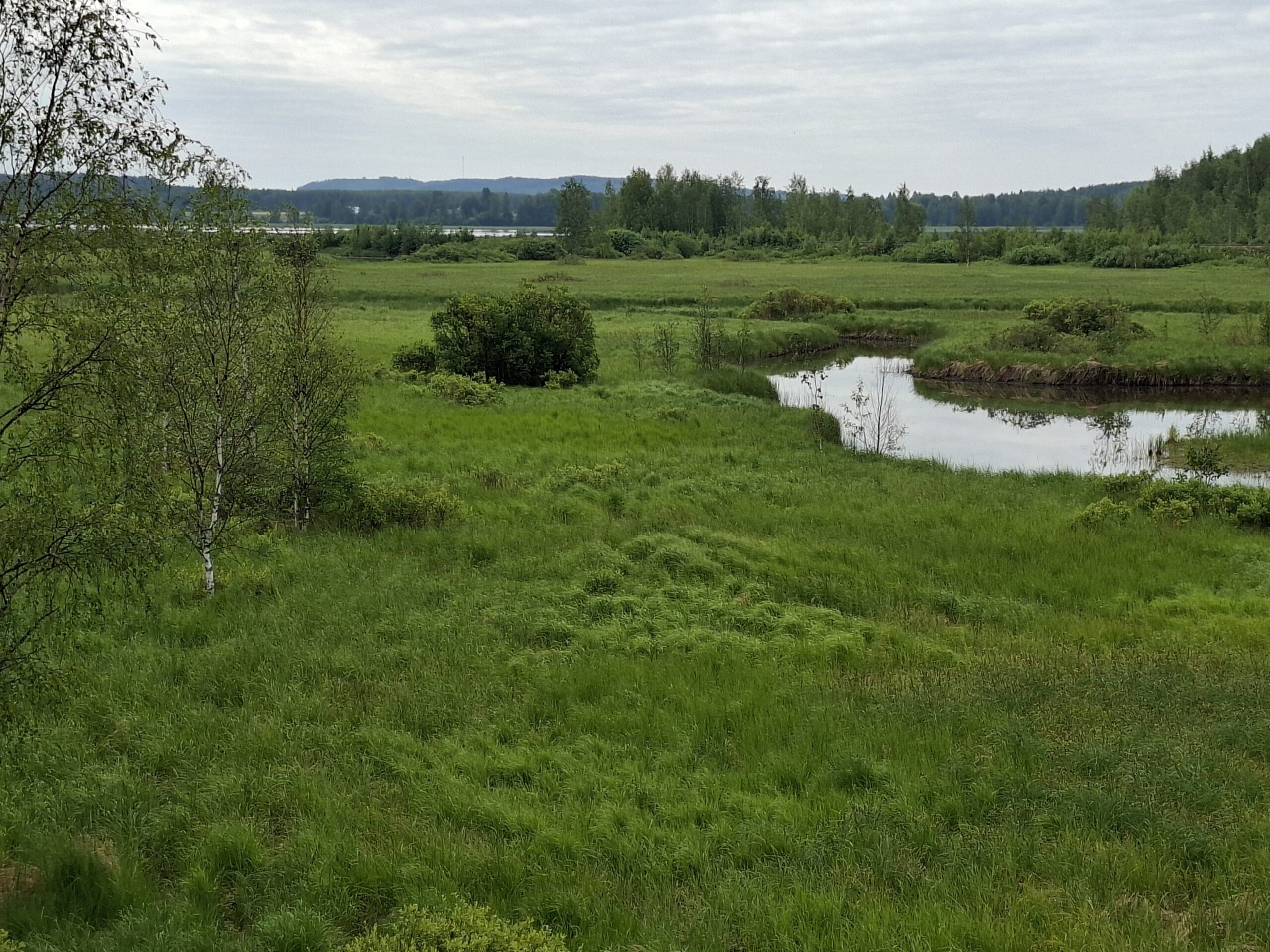 Pappilanluhdan kosteikkoa kesällä