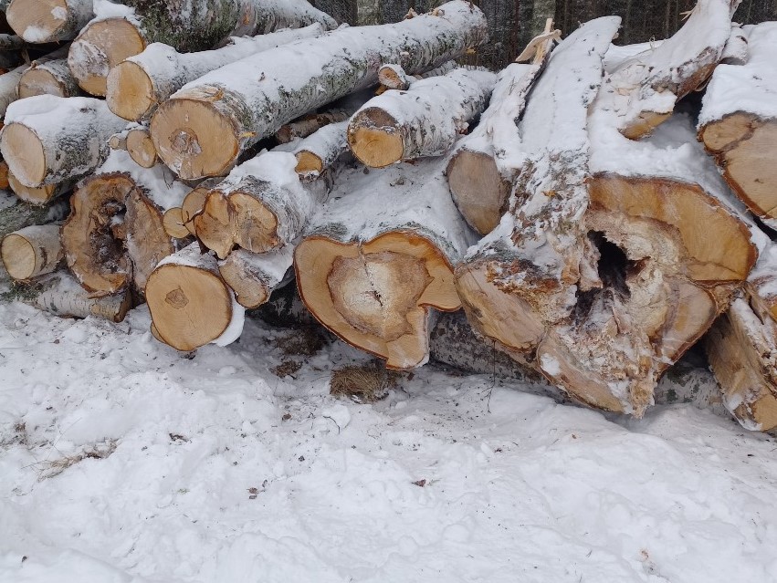 Kaadettuja puun runkoja pinossa. Puissa lahovaurioita.